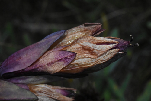Image of Gentiana sceptrum by (c) Gabriel Campbell-Martinez, some rights reserved (CC BY)
