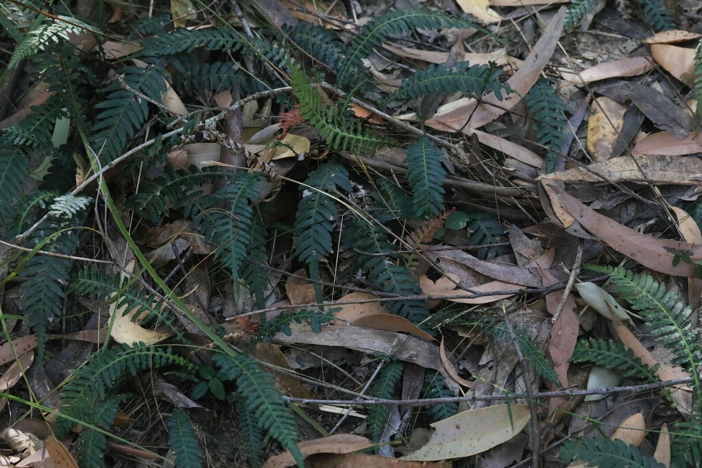 Prickly Rasp fern from Central Coast NSW, Australia on October 31, 2024 ...
