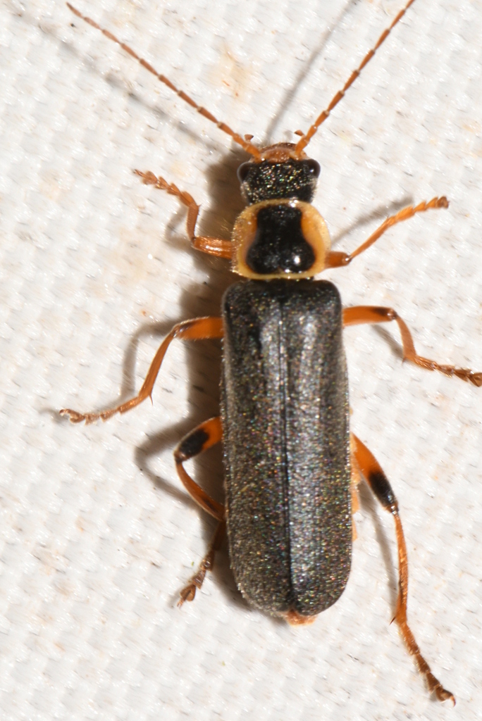 Grey Sailor Beetle