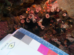 Cladopsammia gracilis