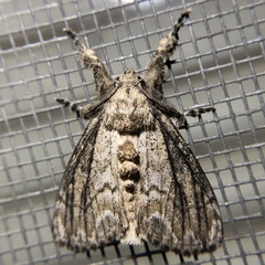 Dasychira atrivenosa