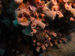 Cladopsammia gracilis