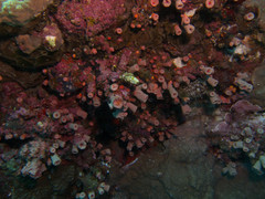 Cladopsammia gracilis