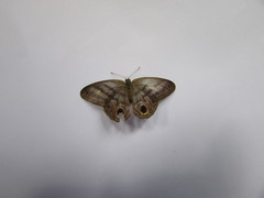 Chloreuptychia herseis