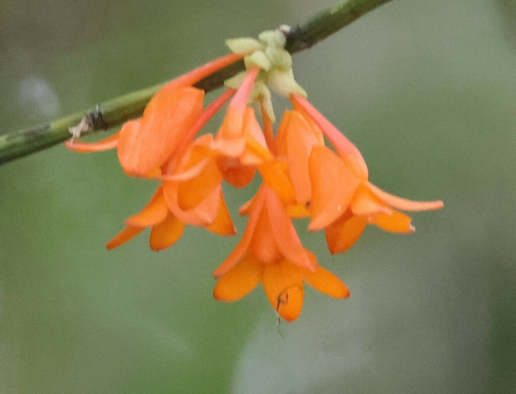 Dendrobium mohlianum Rchb.f. 3
