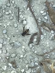 Euodynerus foraminatus