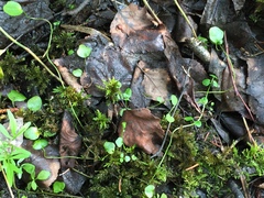 Cardamine polemonioides