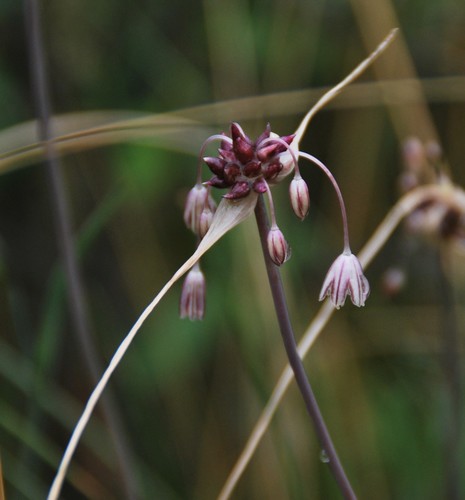 Laukinis česnakas nuotrauka