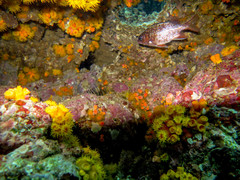 Neoniphon suborbitalis