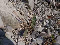 Astrolepis integerrima