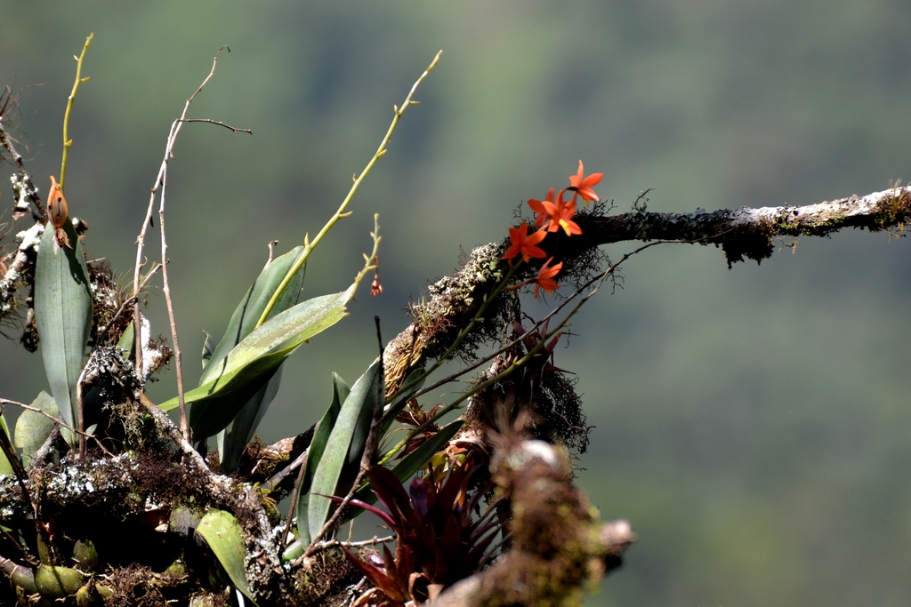 Prosthechea vitellina