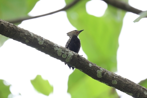 Meiglyptes tristis grammithorax (Malherbe, 1862)