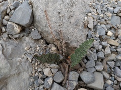 Astrolepis integerrima