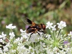 Ectophasia crassipennis