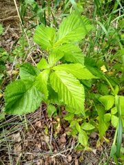 Rubus canadensis