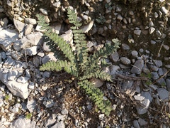 Astrolepis integerrima