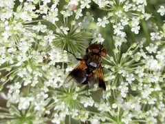 Ectophasia crassipennis