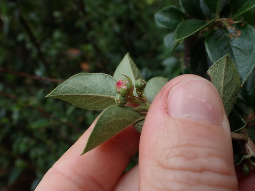 Image of Cotoneaster simonsii by (c) Lisa Bennett, some rights reserved (CC BY)