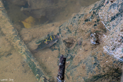 Eyespot Puffer photo 3