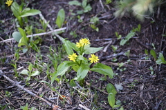 Ranunculus alismifolius
