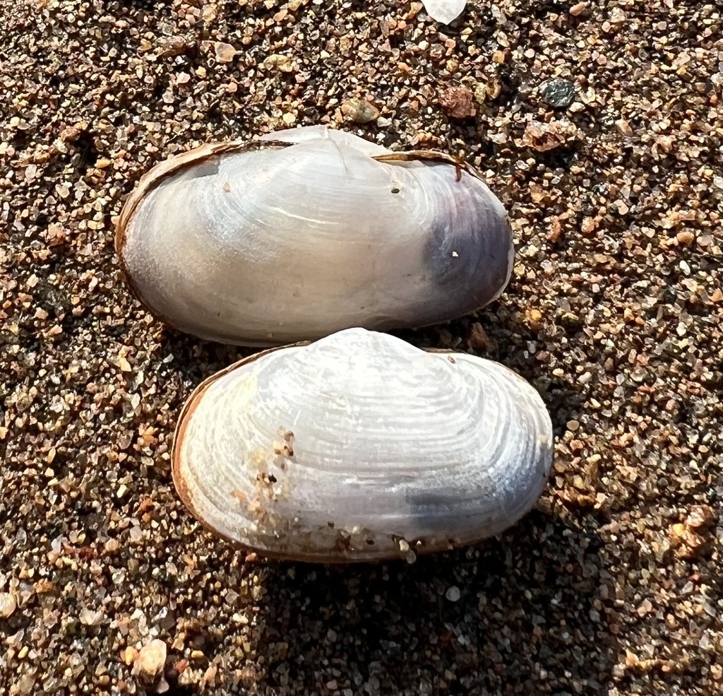 Exolaternula