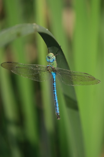 Blue Emperor