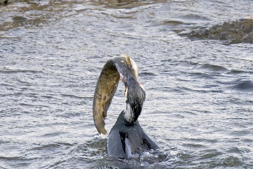 Amur catfish (Silurus asotus) — Siluridae