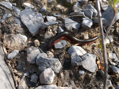 Orthoporus