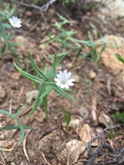 Pseudostellaria