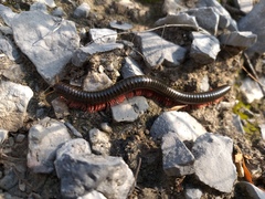 Orthoporus