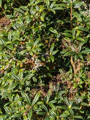 Daphne retusa, photograph Sagnik Dutta Roy, CC BY, iNaturalist via GBIF