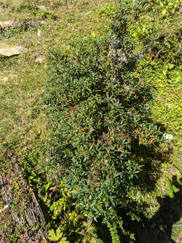 Daphne retusa, photograph 3