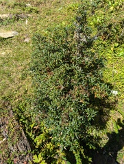 Daphne retusa, photograph Sagnik Dutta Roy, CC BY, iNaturalist via GBIF