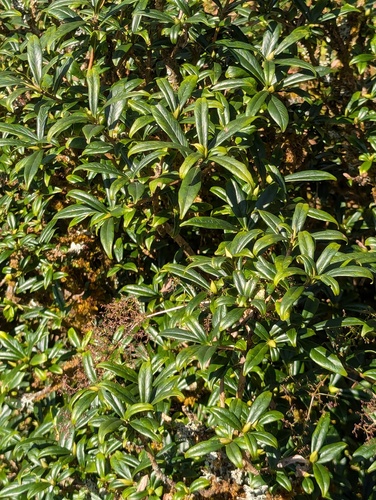 Daphne retusa, photograph 4