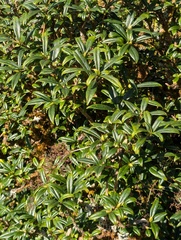 Daphne retusa, photograph Sagnik Dutta Roy, CC BY, iNaturalist via GBIF
