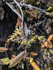 Neohymenopogon parasiticus, photograph Sagnik Dutta Roy, CC BY, iNaturalist via GBIF