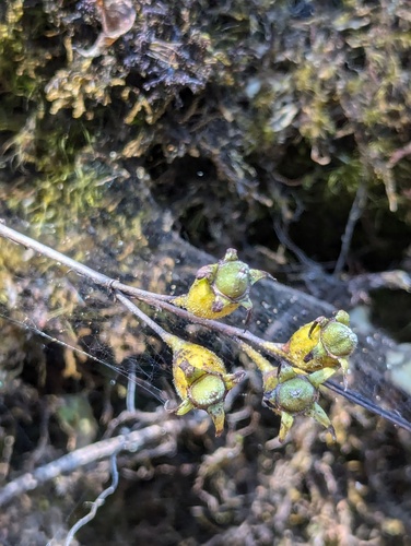 Neohymenopogon parasiticus, photograph 5
