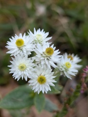 Anaphalis triplinervis, photograph (c) Sagnik Dutta Roy, some rights reserved (CC BY)
