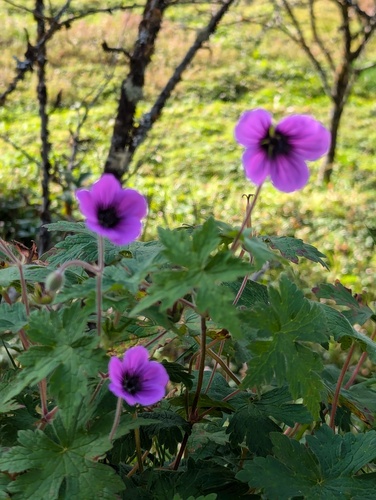 Geranium procurrens, photograph 5