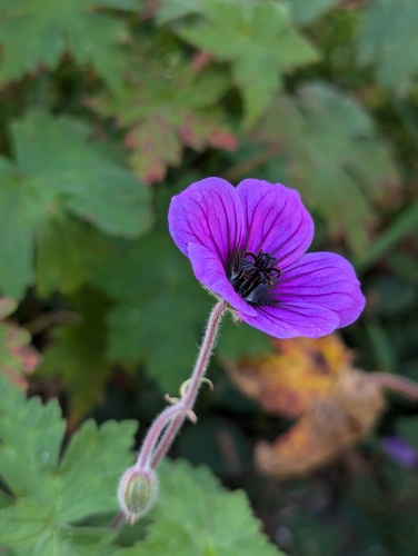 Geranium procurrens, photograph 6