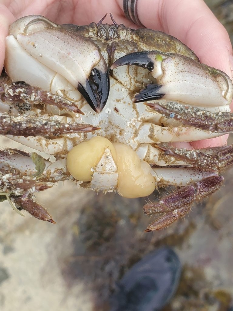 Sacculina inflata