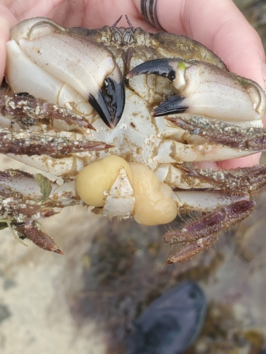 Sacculina inflata