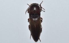 Elaterini