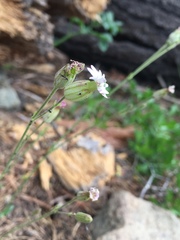 Silene douglasii