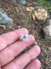Silene douglasii