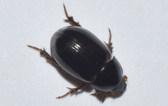 Hybosorus illigeri
