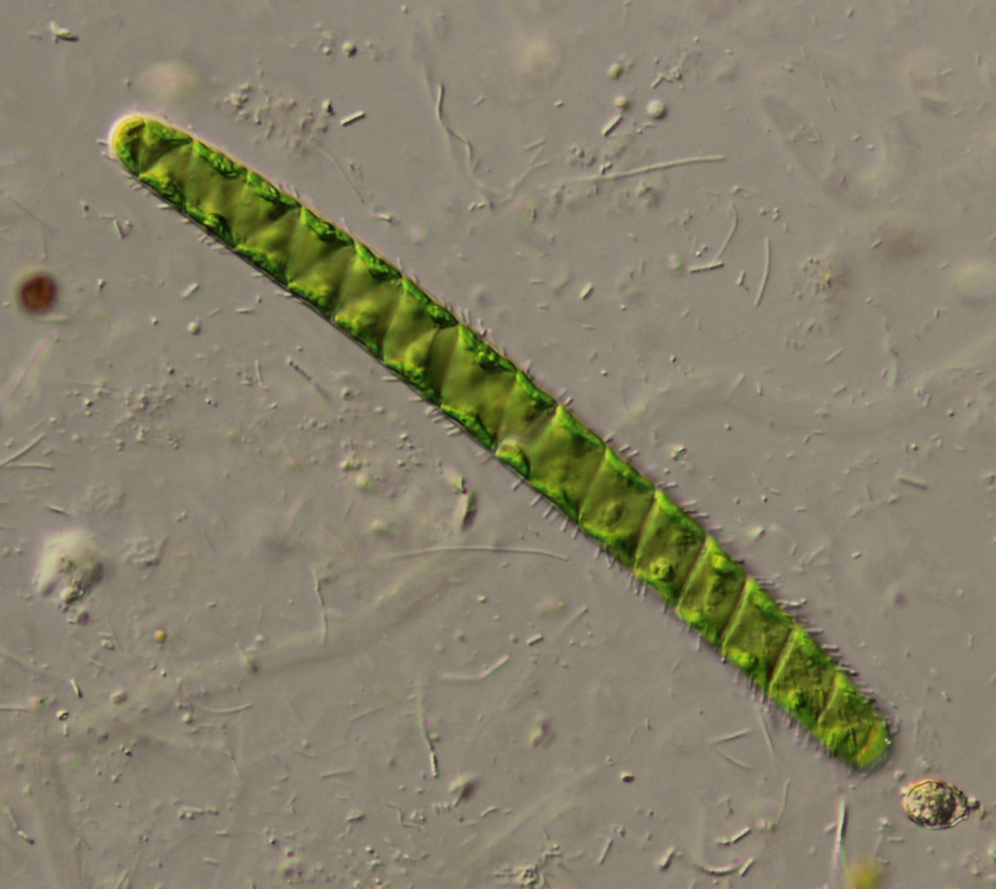 Spirotaenia condensata