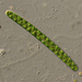 Spirotaenia condensata - Photo (c) jnienow,  זכויות יוצרים חלקיות (CC BY-NC)