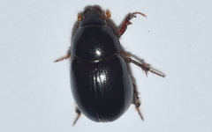Hybosorus illigeri