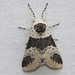 Modest Furcula Moth - Photo (c) Kent McFarland, some rights reserved (CC BY-NC)